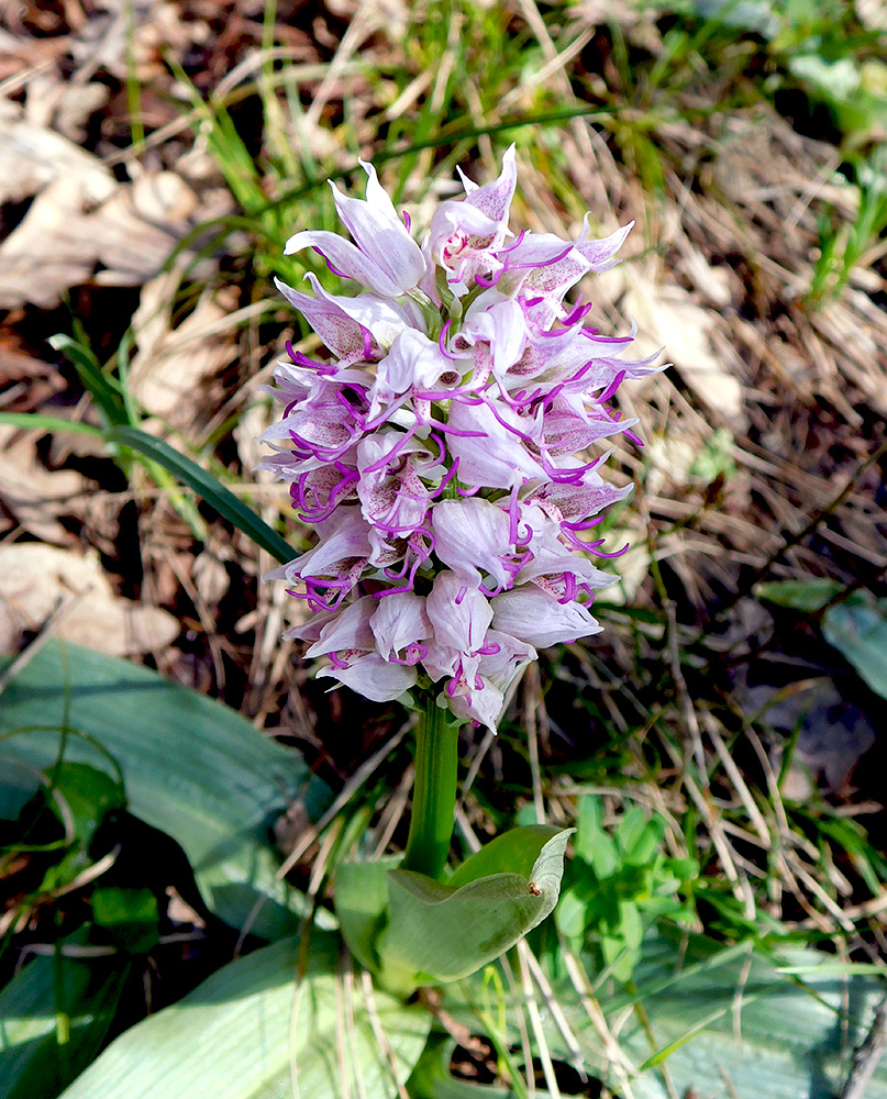 Изображение особи Orchis simia.