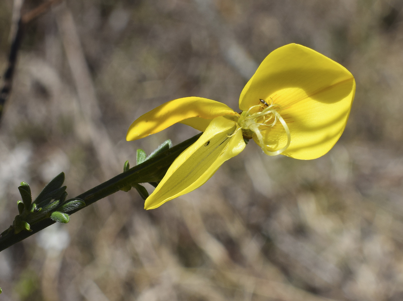 Изображение особи Sarothamnus scoparius.