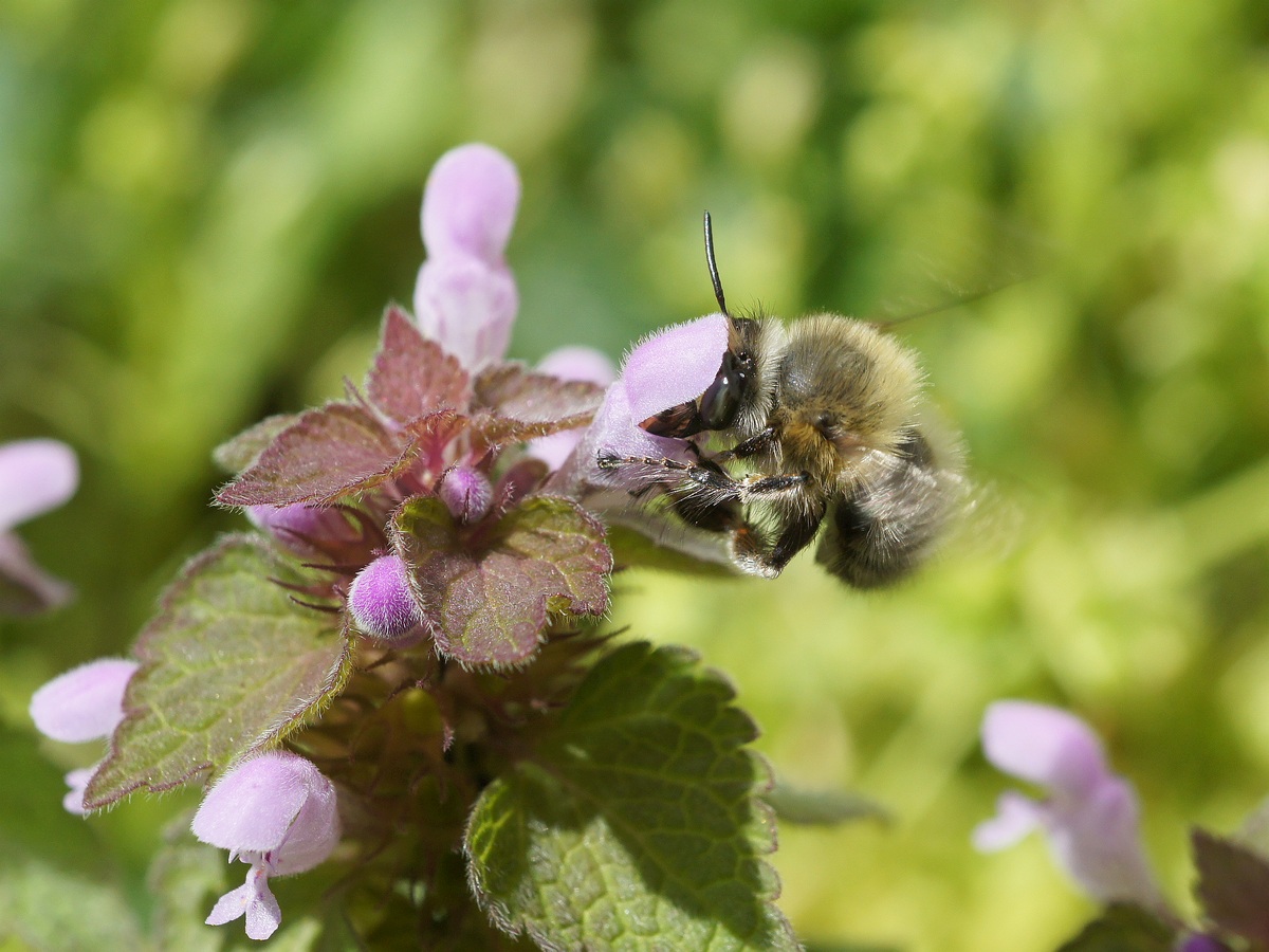 Изображение особи Lamium purpureum.