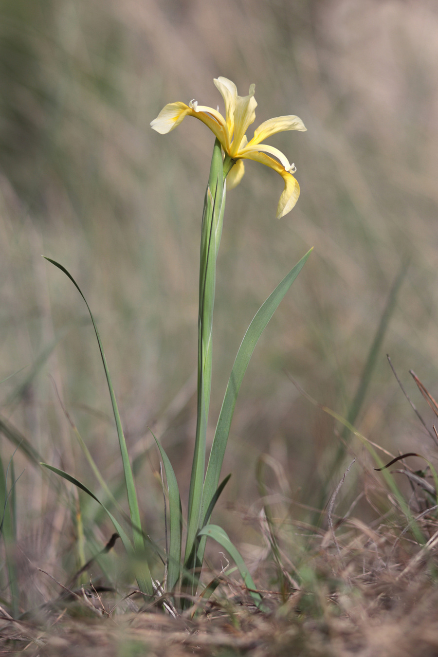 Image of Iris halophila specimen.