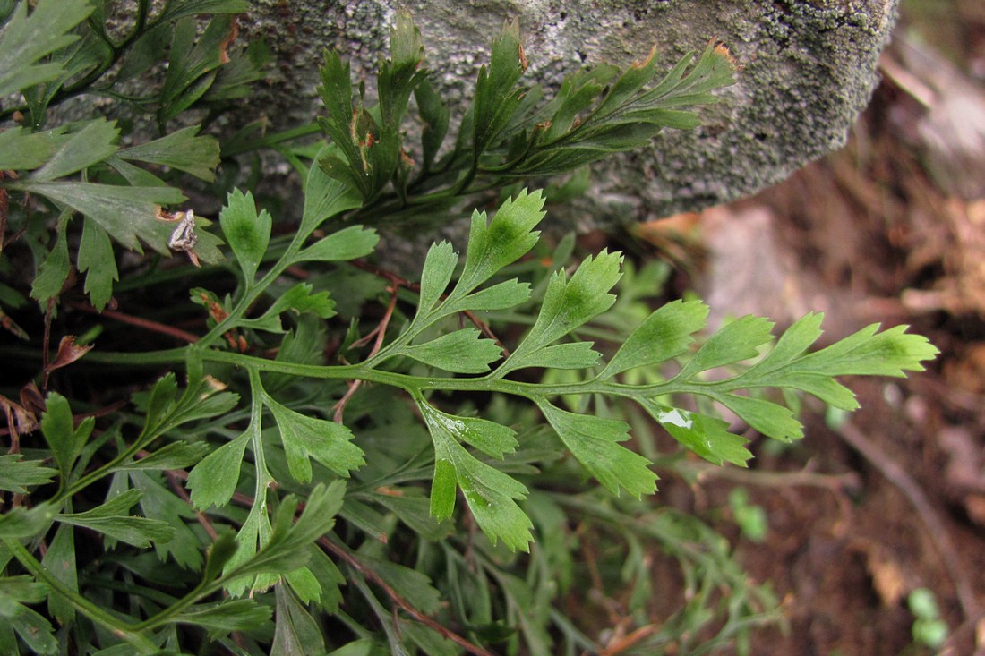 Image of Asplenium &times; souchei specimen.