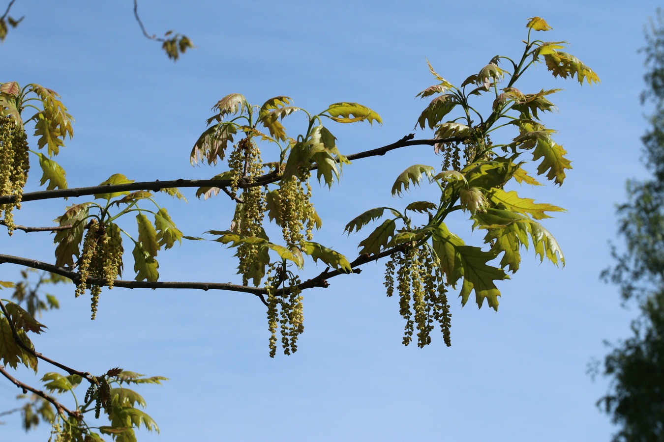 Изображение особи Quercus rubra.