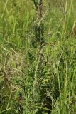 Cirsium palustre