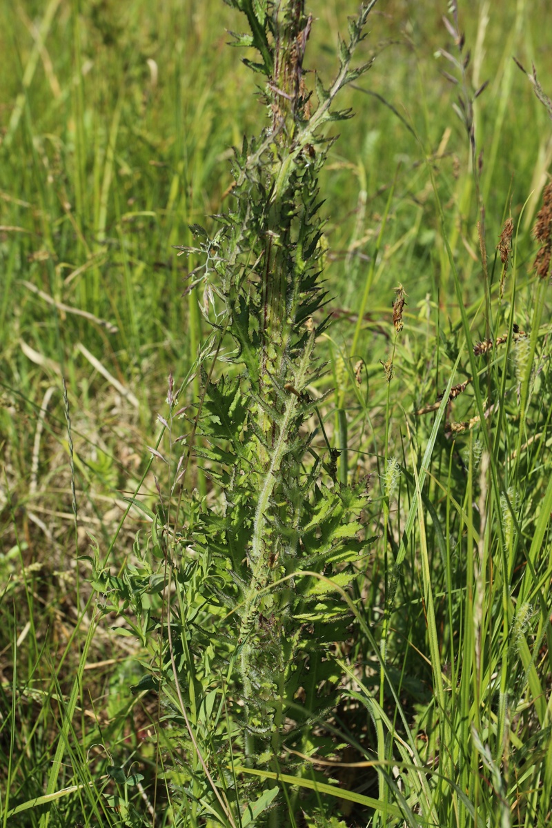 Изображение особи Cirsium palustre.