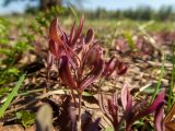 Melampyrum nemorosum