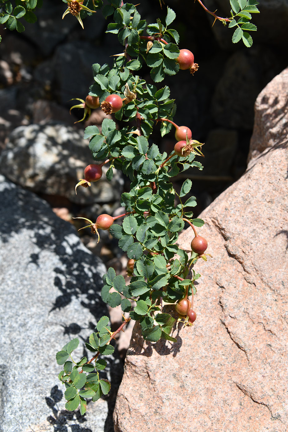 Изображение особи Rosa platyacantha.
