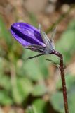 Campanula woronowii. Бутон. Краснодарский край, Адлерский р-н, хр. Аибга, 2270 м н.у.м., обочина горнолыжной трассы. 29.07.2023.