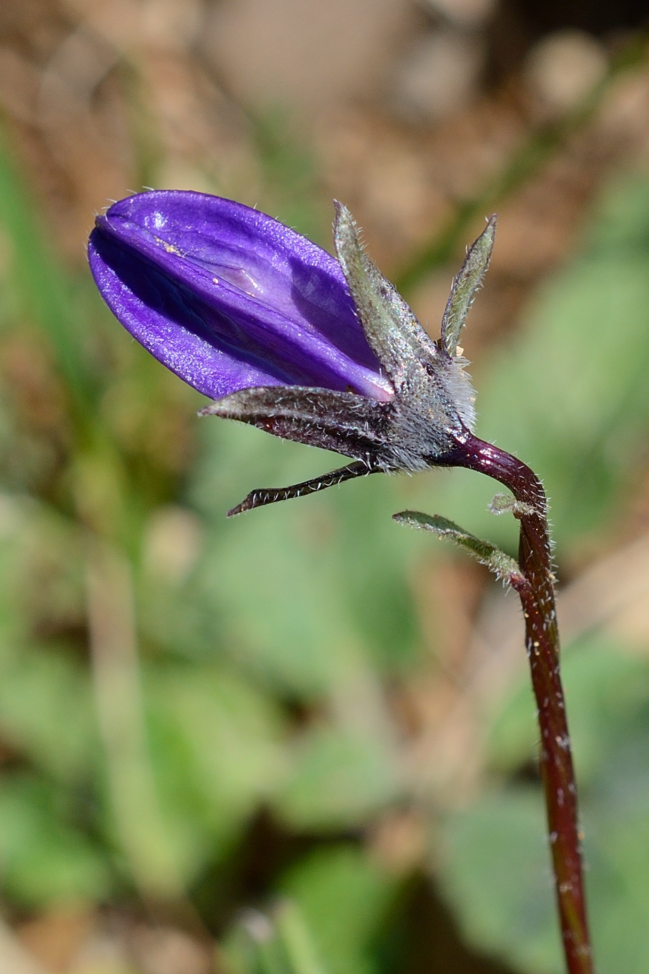 Изображение особи Campanula woronowii.