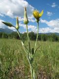 Tragopogon ruthenicus