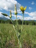 Tragopogon ruthenicus. Верхушка растения с корзинками на разной стадии развития. Казахстан, Южный Алтай, подножье хр. Сарымсакты, разнотравный луг на правобережной стороне р. Солонечная в окр. с. Топкайын. 23 июня 2023 г.