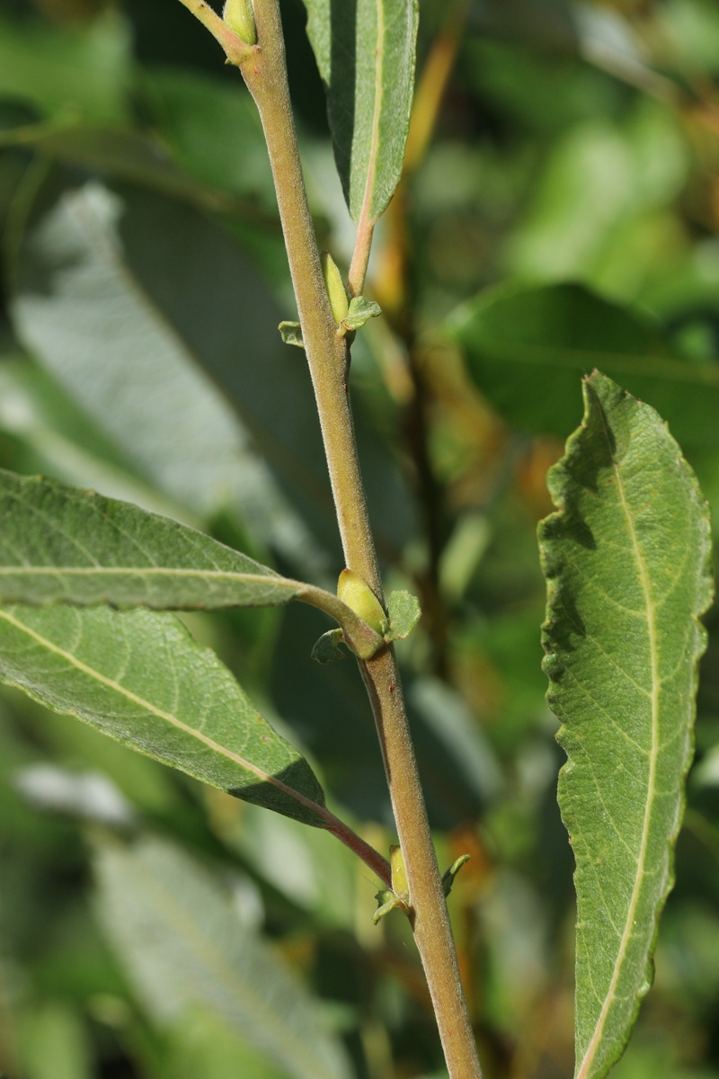 Image of Salix cinerea specimen.