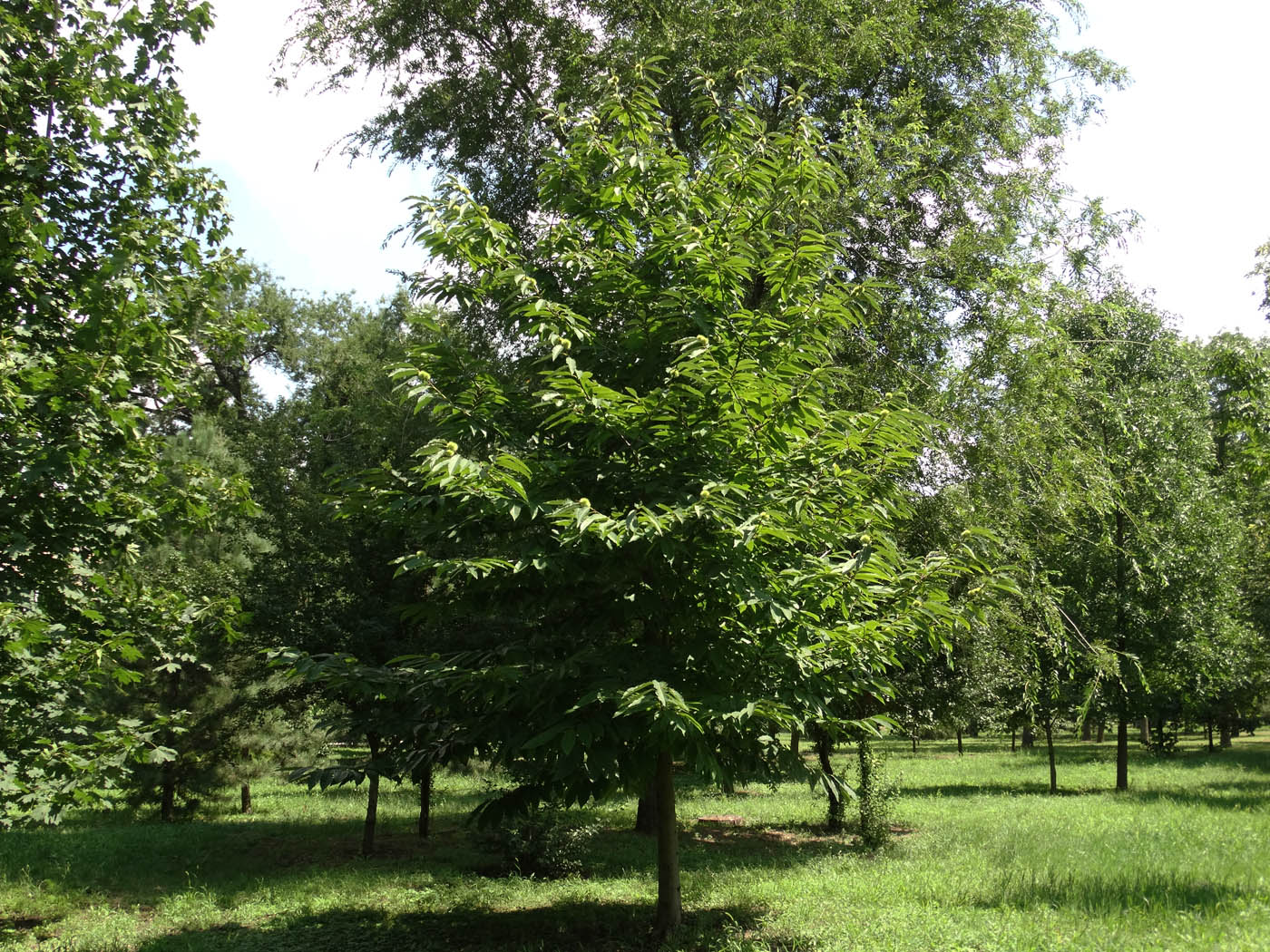 Image of Castanea sativa specimen.