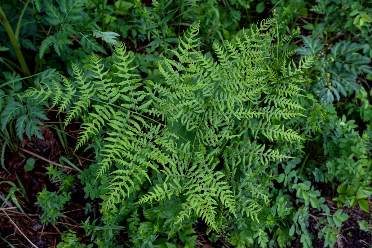 Изображение особи Pteridium pinetorum.