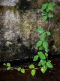 Lonicera caprifolium. Верхушка ветви. Грузия, Самцхе-Джавахети, окр. монастыря Мцване, берег реки, на каменной стене. 12.06.2023.