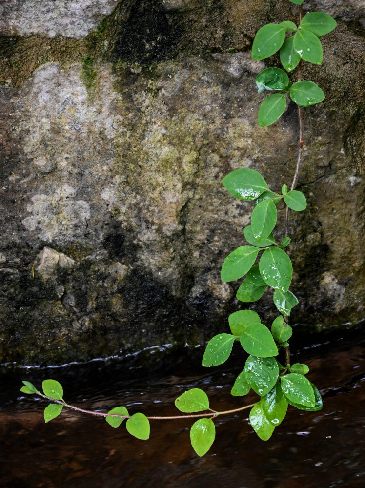 Изображение особи Lonicera caprifolium.