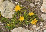 род Taraxacum