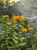 Inula orientalis. Верхушки цветущих растений (в сообществе с Aconogonon alpinum и Betonica macrantha). Карачаево-Черкесия, Карачаевский р-н, Большой Кавказ, правый борт ущелья Кичкинекол в р-не тропы подъёма на Поляну крокусов, ≈ 2320 м н.у.м., субальпийский луг. 22.07.2023.