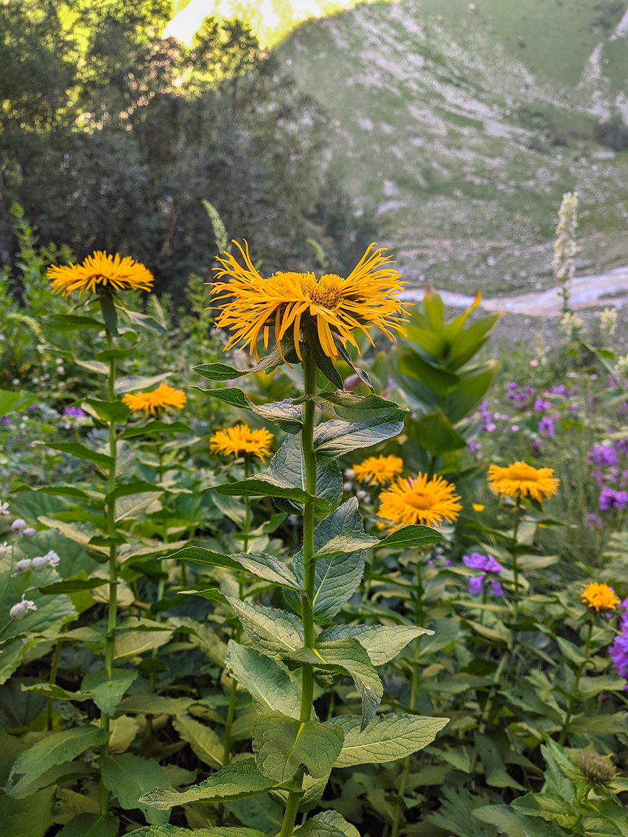 Image of Inula orientalis specimen.