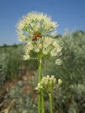 Allium flavescens. Верхушки побегов с соцветиями и кормящимся жуком(-усачом?). Луганская народная республика, г. Луганск, балка Калмыцкий Яр, склон ю.-в. экспозиции, петрофитная степь. 01.07.2021.