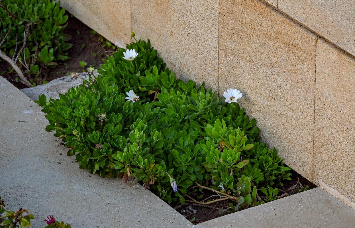 Image of Osteospermum fruticosum specimen.