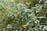 Trachomitum lancifolium