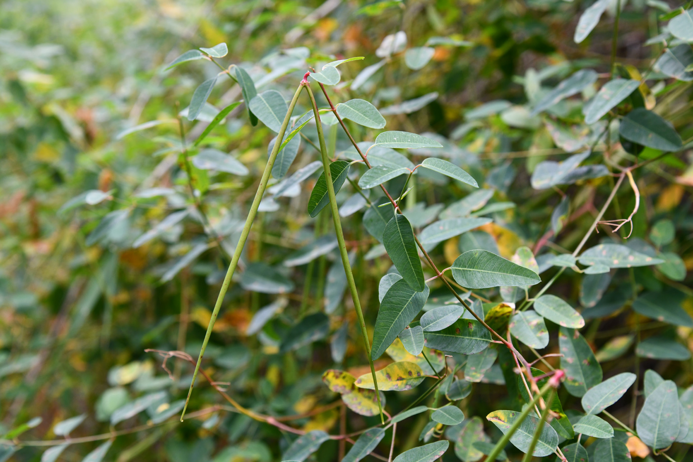 Image of Trachomitum lancifolium specimen.