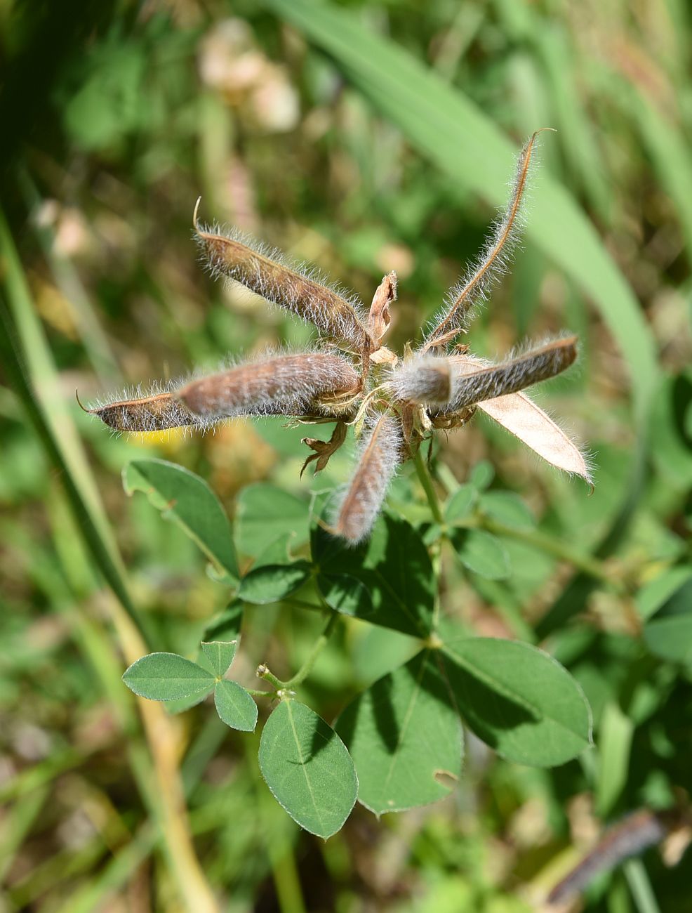 Image of Argyrolobium biebersteinii specimen.