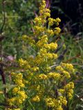 Galium verum. Верхушка цветущего растения. Магаданская обл., г. Магадан, окр. бухты Гертнера, мкр-н Горняк, у дороги в разнотравье. 22.08.2021.