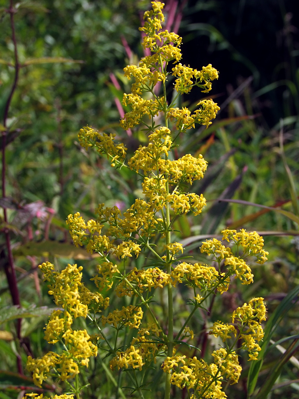 Изображение особи Galium verum.