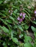 Teucrium chamaedrys. Верхушка побега с соцветием. Ингушетия, Джейрахский р-н, ур. Вовнушки, ≈ 1200 м н.у.м., луговой склон. 24.07.2022.