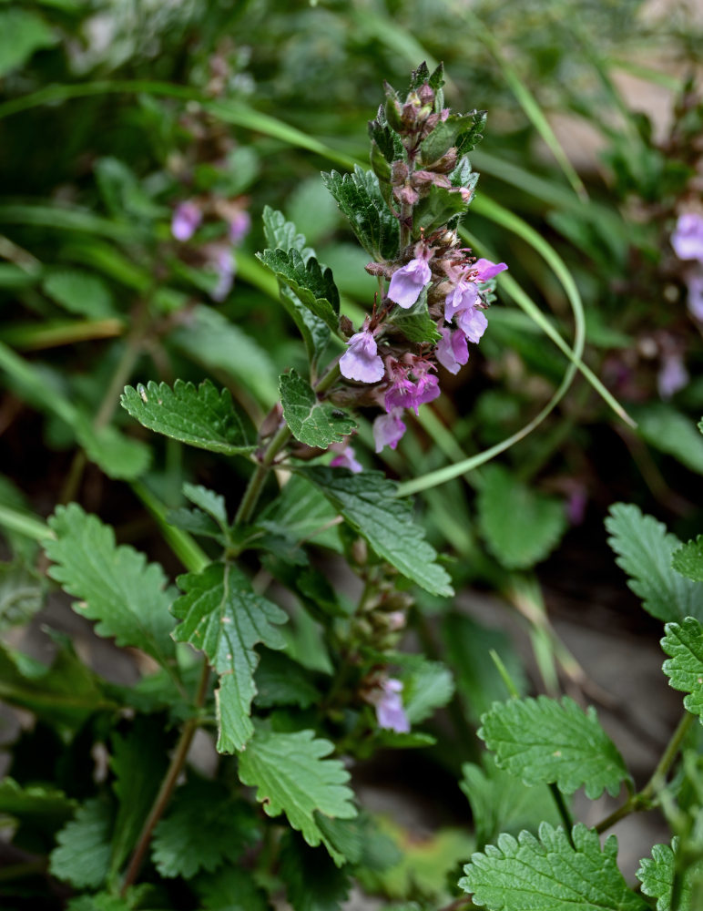 Изображение особи Teucrium chamaedrys.