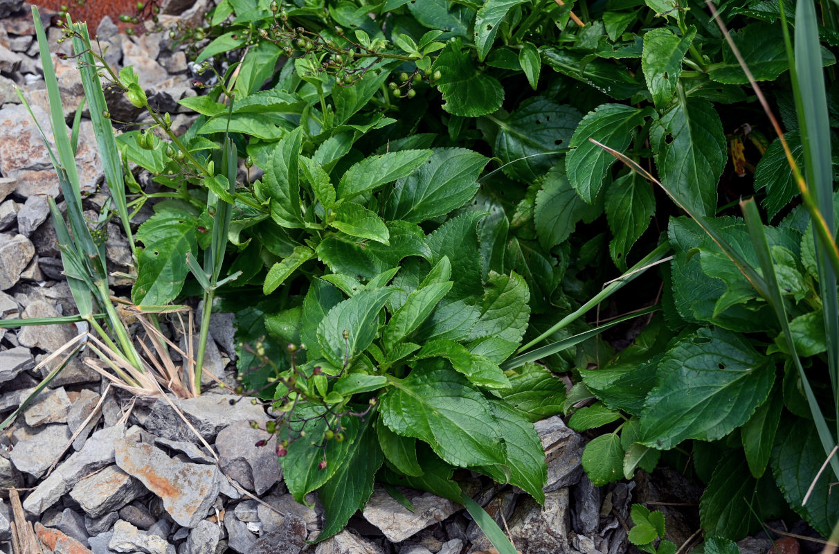 Image of Scrophularia grayana specimen.