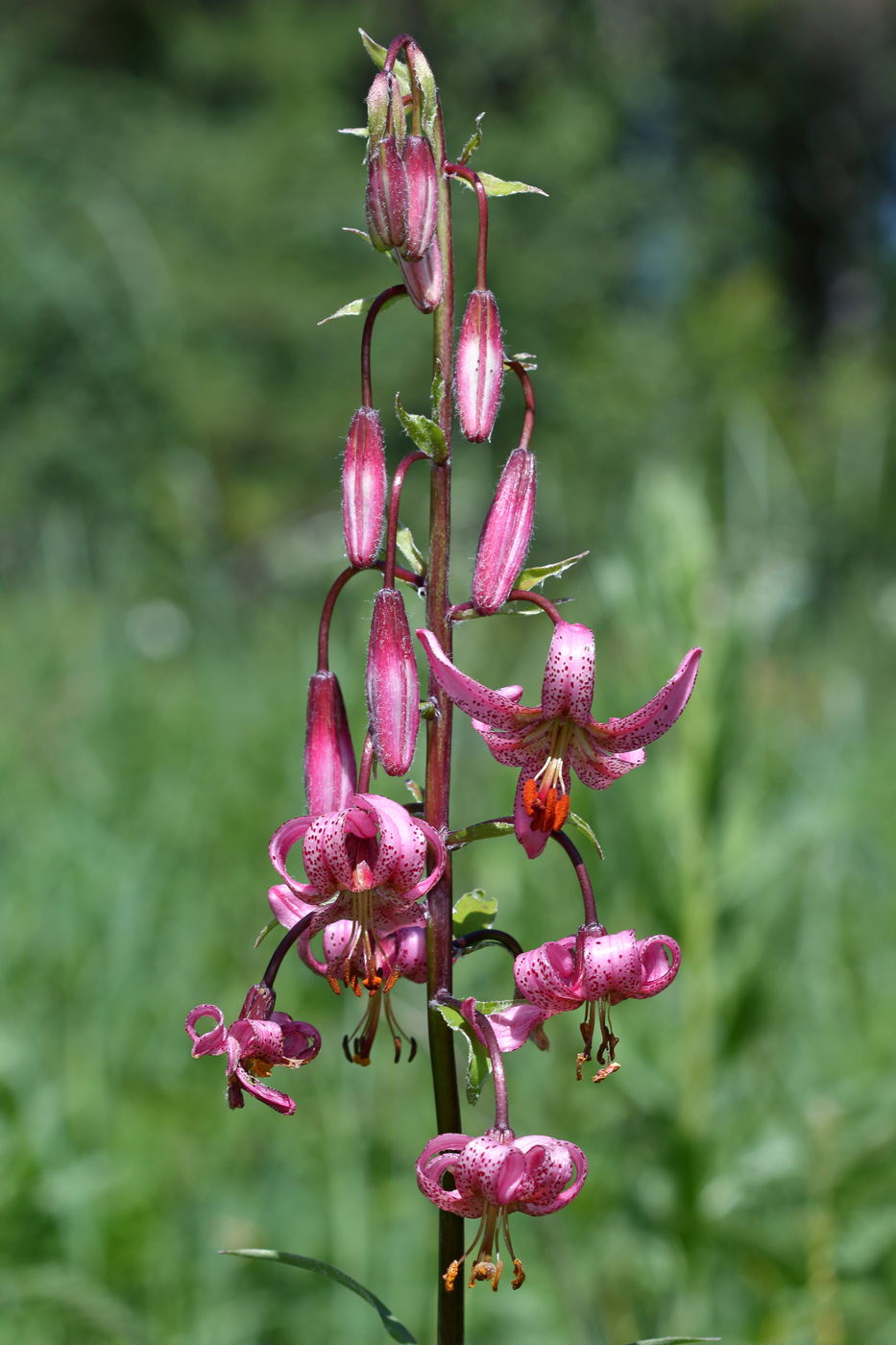 Изображение особи Lilium pilosiusculum.