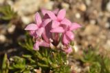 Asperula cristata. Цветки. Карачаево-Черкесия, Карачаевский р-н, Большой Кавказ, юго-западный отрог горы Учкуланичи-баши в р-не перевала Ножу, ≈ 3230 м н.у.м., щебнисто-глинистая осыпь. 01.08.2023.