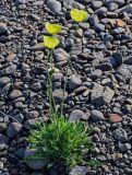 genus Papaver. Цветущее растение. Красноярский край, гор. округ Норильск, пос. Снежногорск, каменистый склон. 27.07.2023.