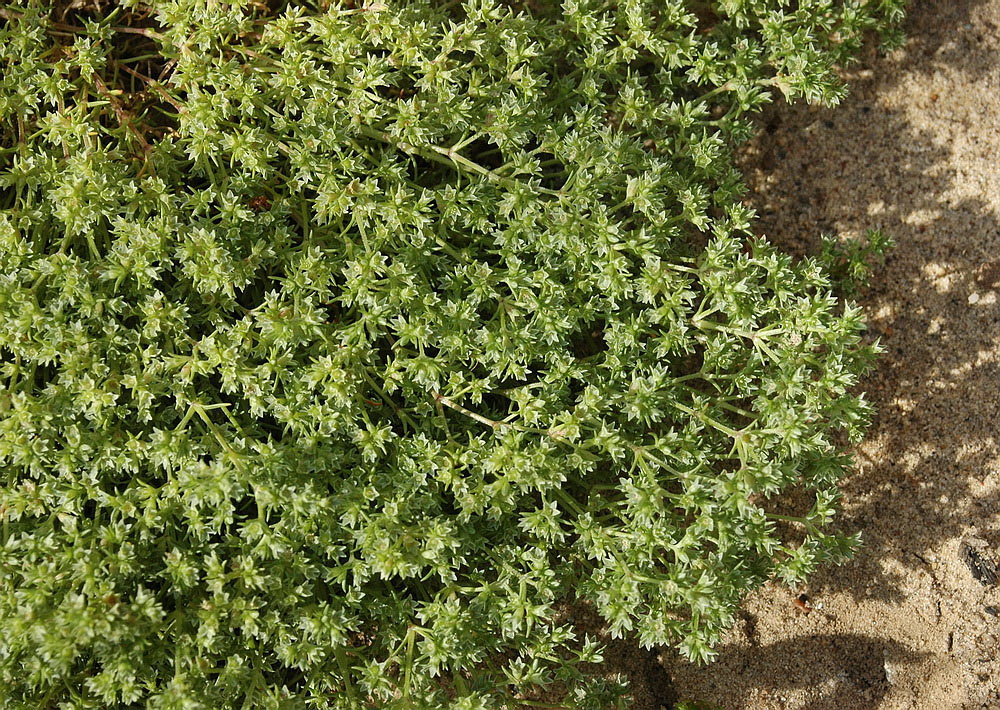 Image of Scleranthus annuus specimen.