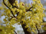 Cornus mas