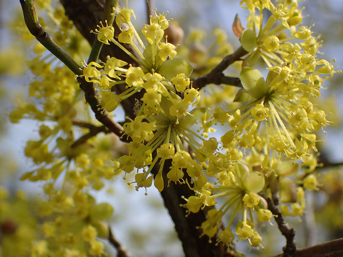 Изображение особи Cornus mas.