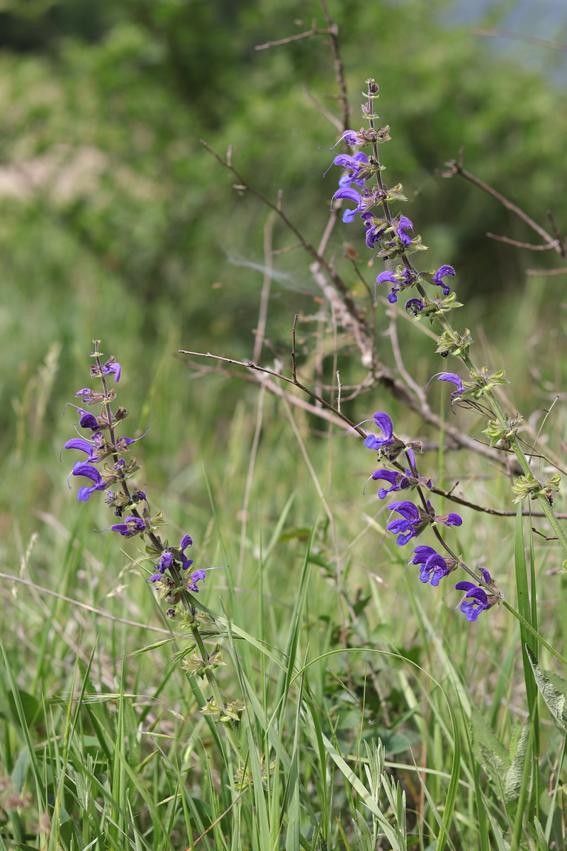 Image of Salvia pratensis specimen.