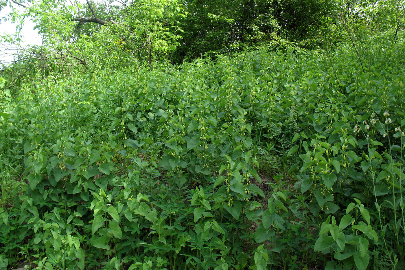 Изображение особи Aristolochia clematitis.