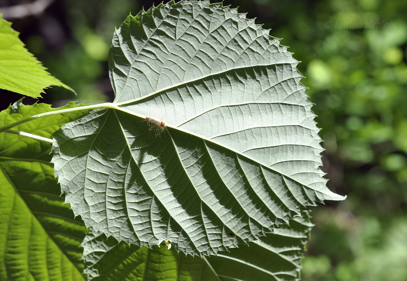 Изображение особи Tilia mandshurica.