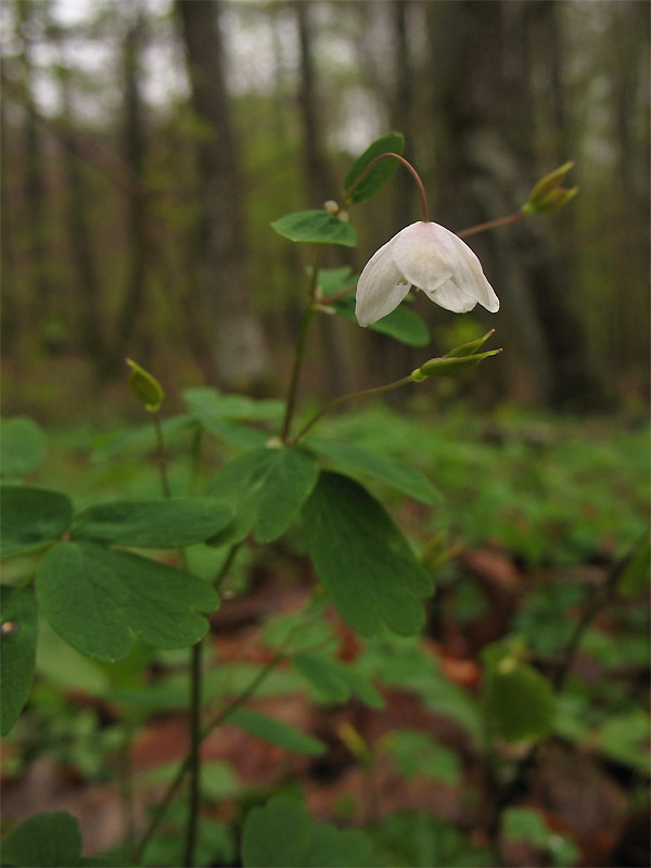 Изображение особи Isopyrum thalictroides.