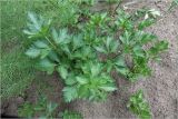 Apium graveolens. Вегетирующее растение. Московская обл., Раменский р-н, окр. дер. Хрипань, садовый участок. 17.07.2024.