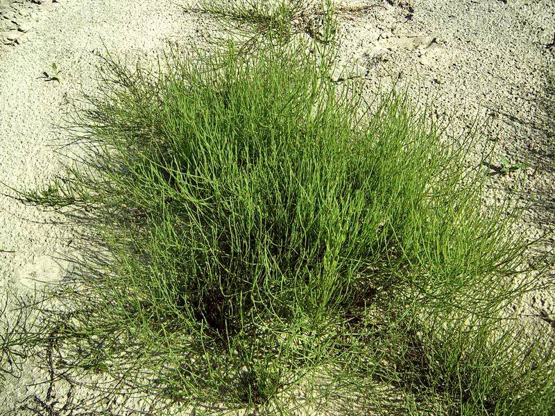 Image of Equisetum arvense specimen.