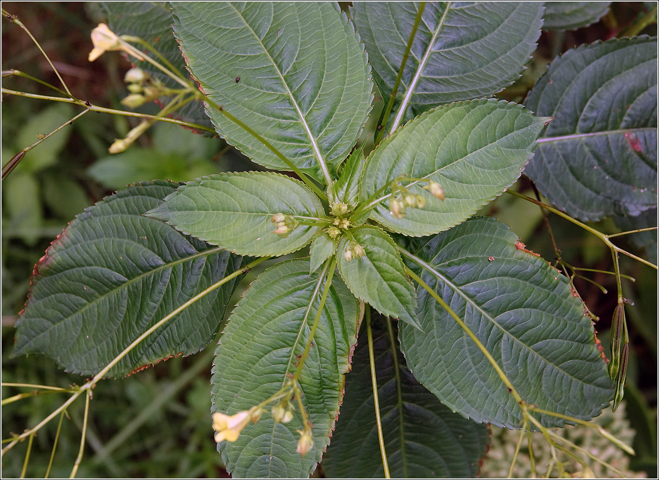 Изображение особи Impatiens parviflora.