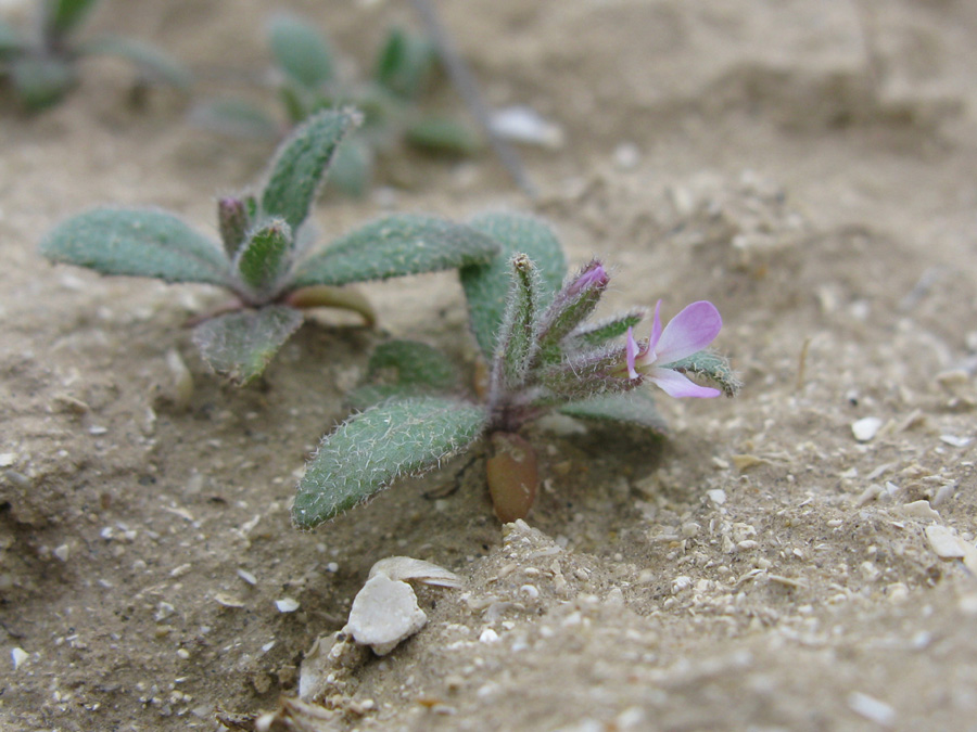 Изображение особи Strigosella africana.