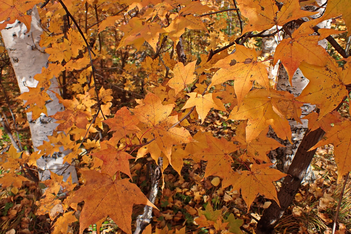Image of Acer mono specimen.