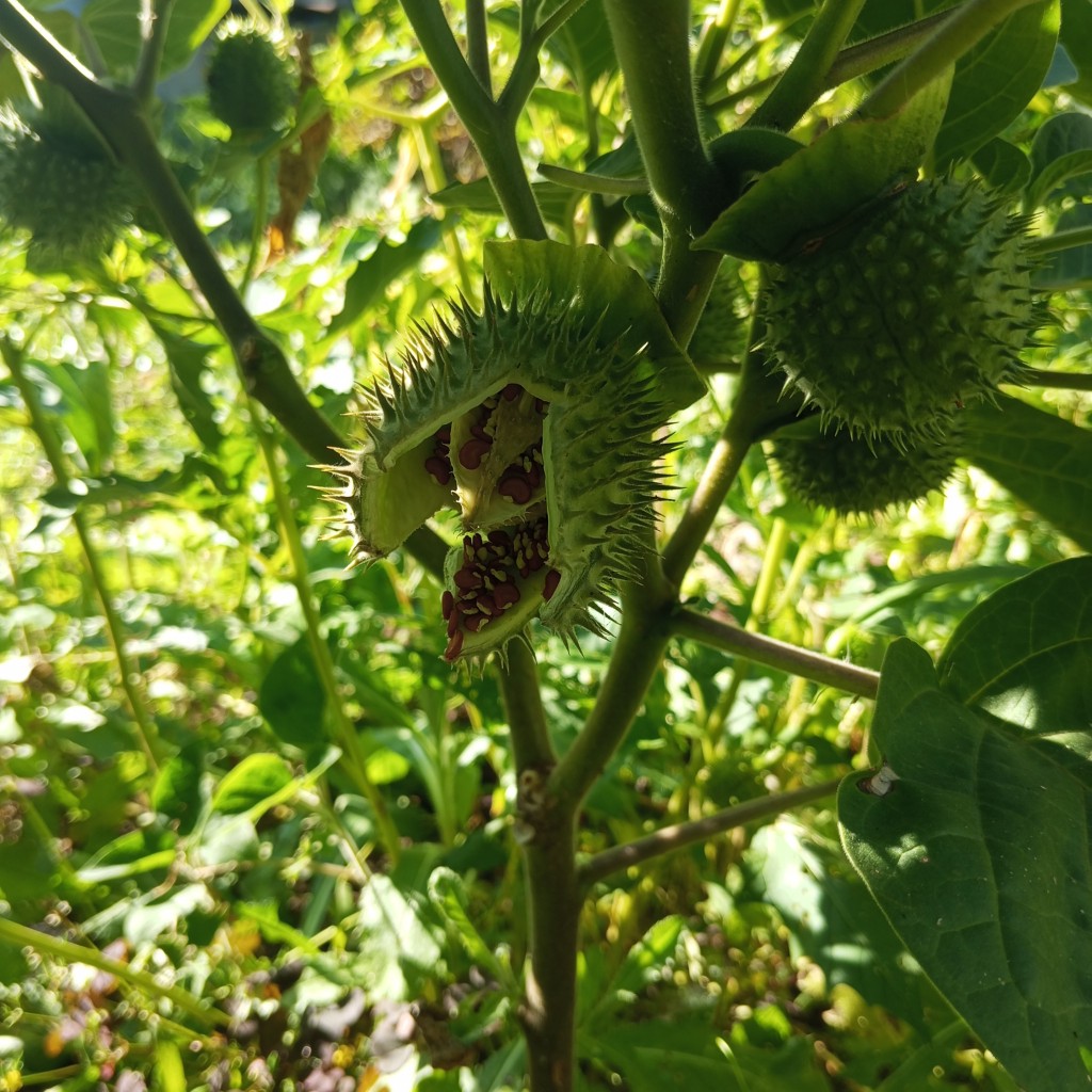 Изображение особи Datura innoxia.
