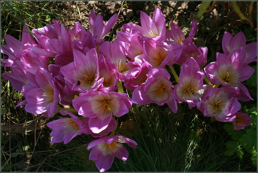 Image of Colchicum speciosum specimen.