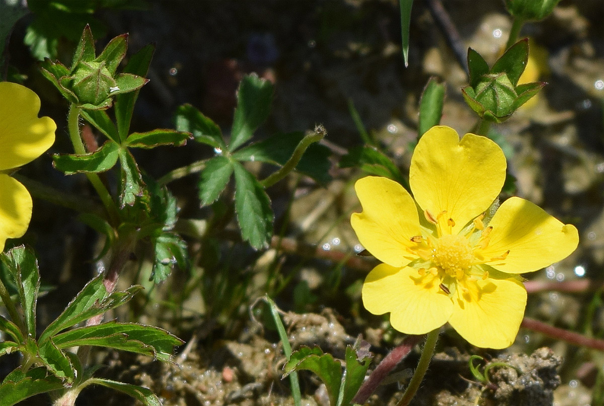 Image of Potentilla reptans specimen.